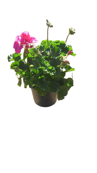 Pelargonium Turkana 17cm Assorted