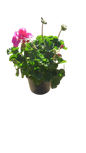 Pelargonium Turkana 17cm Assorted