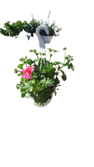Pelargonium Tacari Hanging Basket 20cm