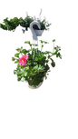 Pelargonium Tacari Hanging Basket 20cm