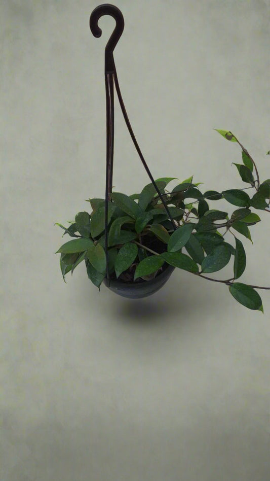 Hoya Carnosa pubicalyx 16HB