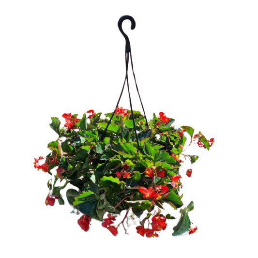 Begonia Semperflorens 'Hula' 20cm Hanging Basket.