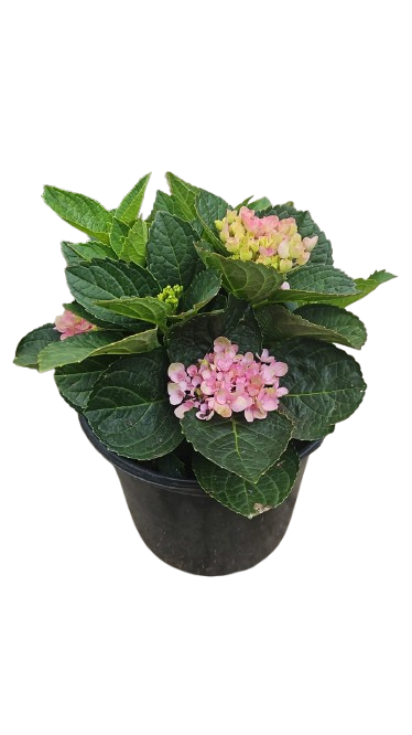 Various Hydrangea 17cm