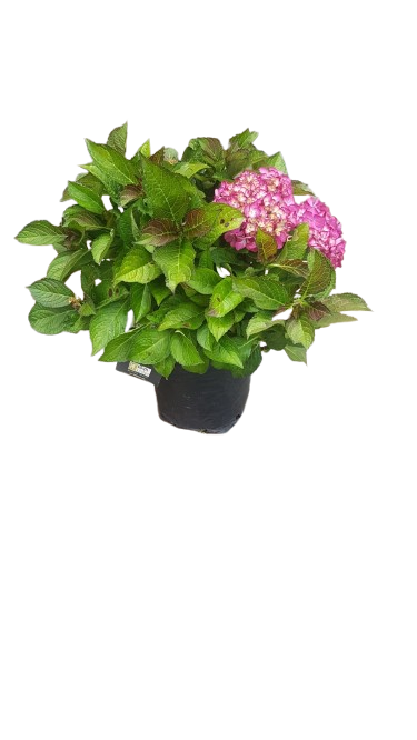 Hydrangea Tuxedo 8L Assorted