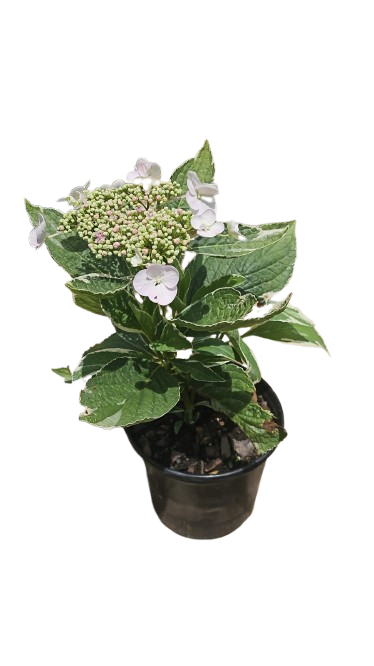 Various Hydrangea 17cm