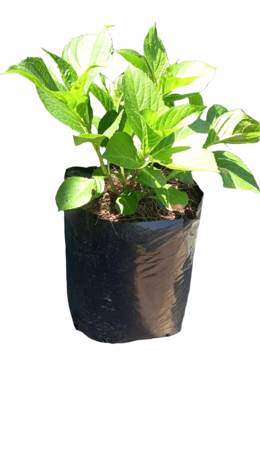 Hydrangea Macrophylla 10L (Pink)