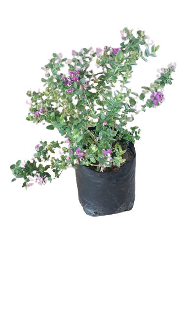 Polygala Dwarf 10L