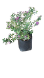 Polygala Dwarf 10L