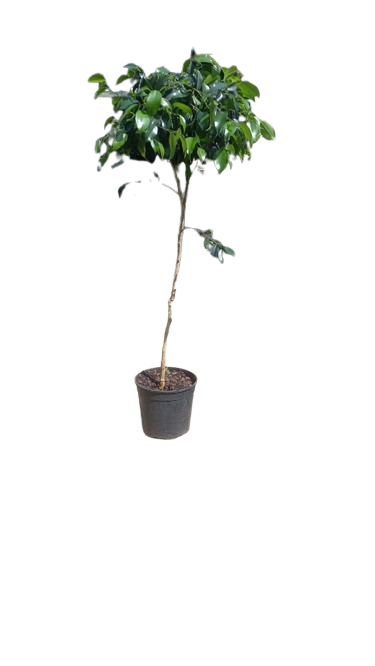 Ficus Benjamina Various 23cm