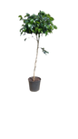 Ficus Benjamina Various 23cm