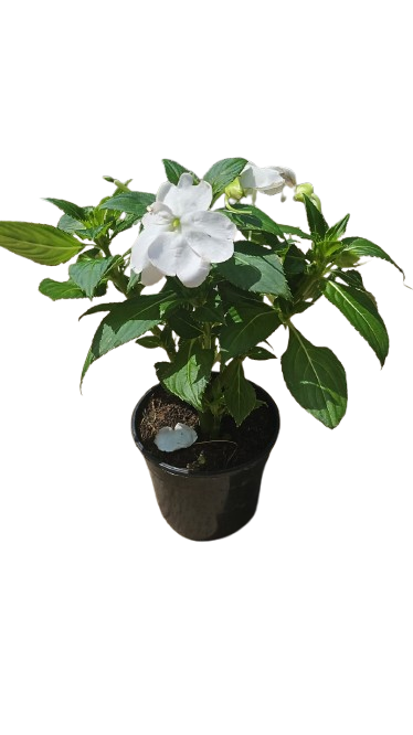 Impatiens New Guinea 'sol luna' 14cm