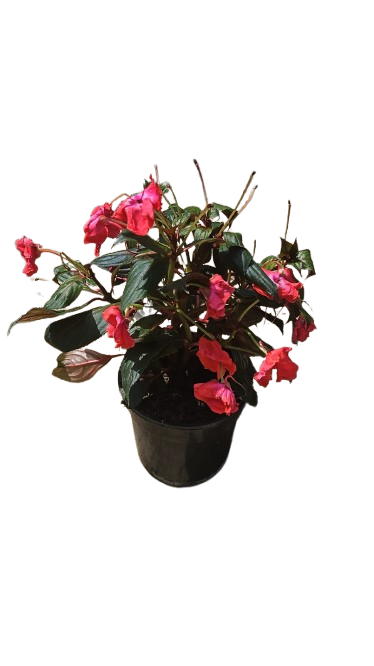 Impatiens New Guinea 'sol luna' 14cm