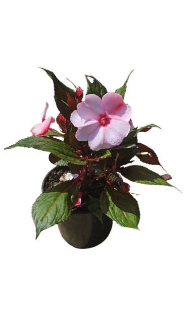 Impatiens New Guinea 'sol luna' 14cm
