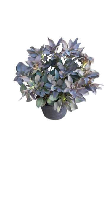 Alstroemeria Indian Summer Assorted