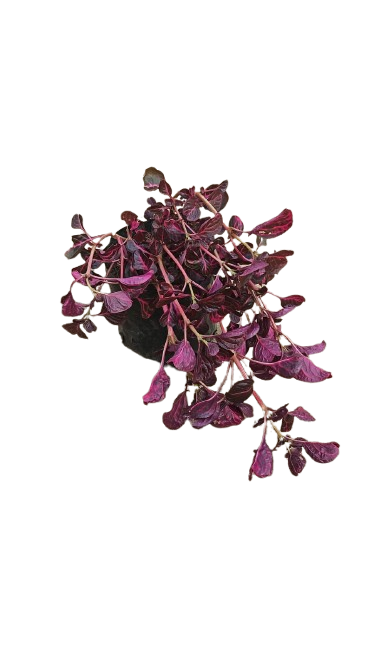 Iresine Various 4L