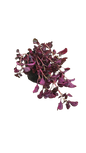 Iresine Various 4L