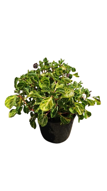 Iresine Herbstii Various 17cm