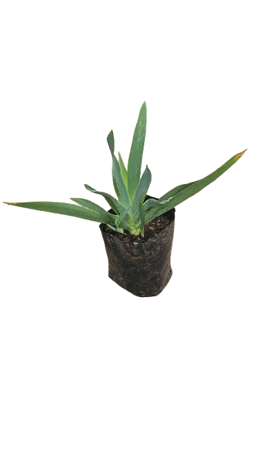 Iris Germinica 4L