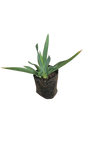 Iris Germinica 4L