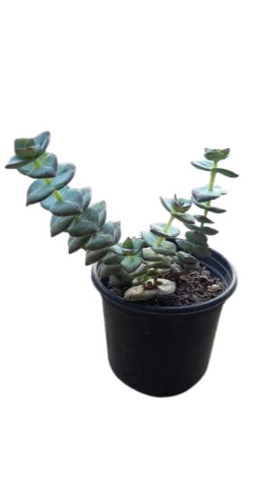 Crassula Ivory Tower 12CM
