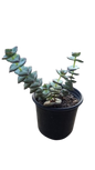 Crassula Ivory Tower 12CM