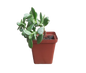 Jade Plant 12cm