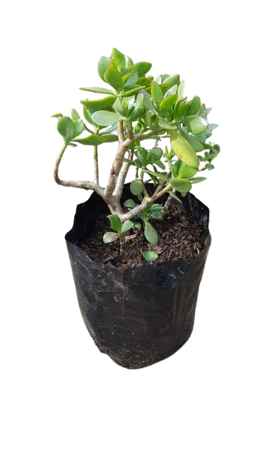 Jade Plant Various Sizes