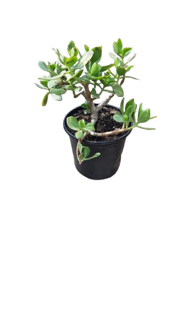 Jade Plant Various Sizes