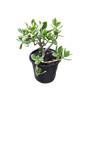 Jade Plant Various Sizes