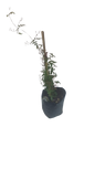 Jasminium Polyanthemum 10L