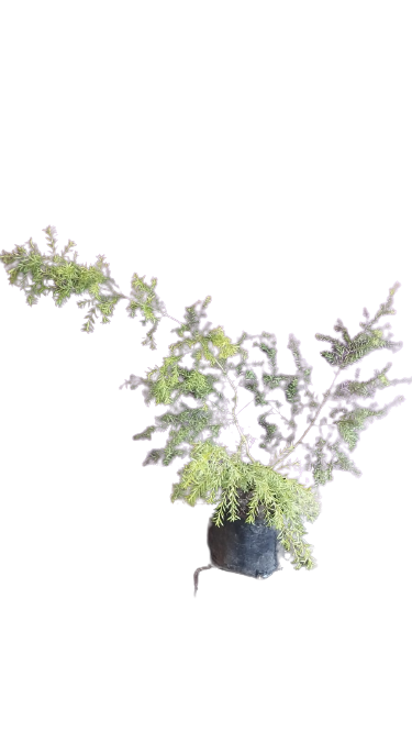 Melaleuca Bracteata Johannesburg Gold STD 10L