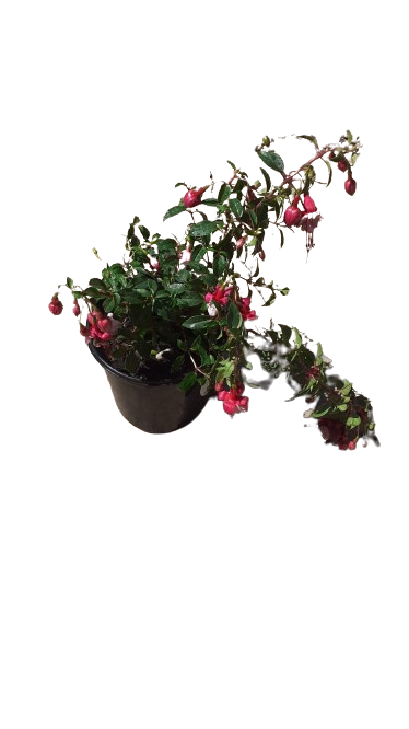 Fuchsia Bella Assorted 15 cm