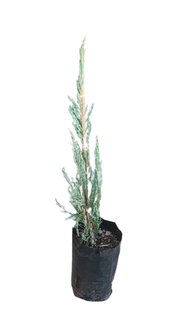 Juniperus Skop Skyrocket 10L