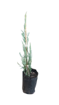 Juniperus Skop Skyrocket 10L