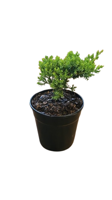 Juniper Bonsai 12cm