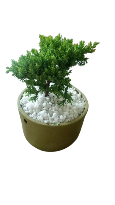 Juniper Bonsai in Ceramic pot
