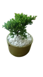 Juniper Bonsai in Ceramic pot