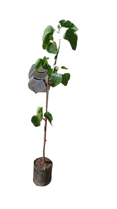 Fig Kadota 10L