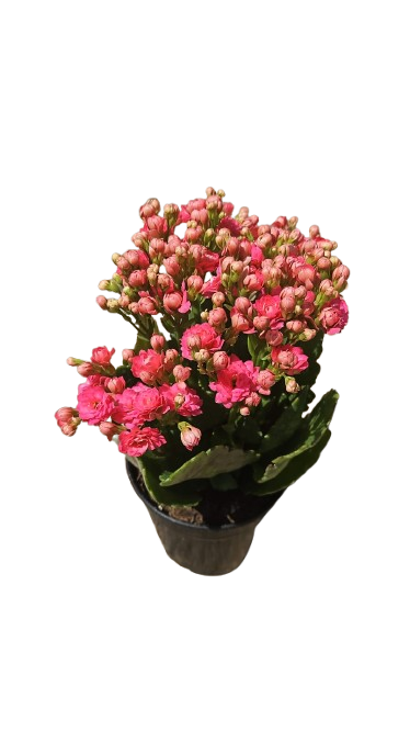 Kalanchoe bloss ' Calandiva' 12cm
