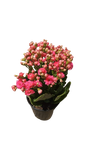 Kalanchoe bloss ' Calandiva' 12cm