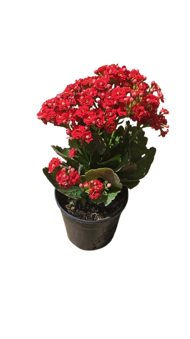 Kalanchoe bloss ' Calandiva' 12cm