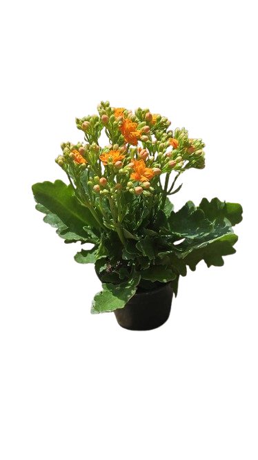 Kalanchoe bloss ' Calandiva' 12cm