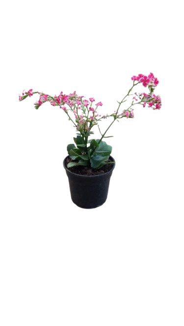 Kalanchoe 14cm
