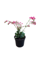 Kalanchoe 14cm
