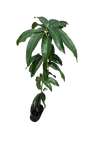 Mango Kent 5L