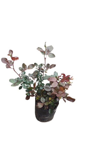 Klerksdorp Horizon Rose 5L (Multi Coloured,Red,Copper)