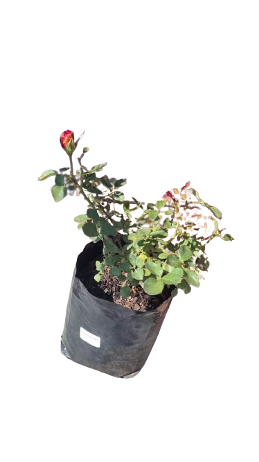 Klerksdorp Horison 5L