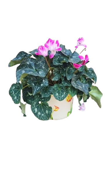 Cyclamen in Floral ceramic pot