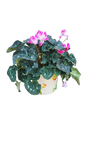 Cyclamen in Floral ceramic pot