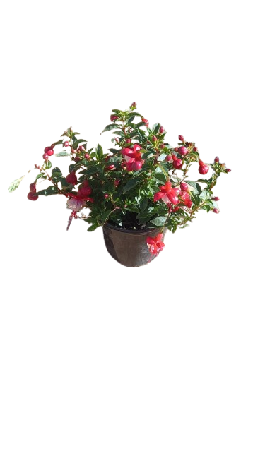 Fuchsia Bella Assorted 15 cm